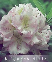 Rhododendron 'Janet Blair'