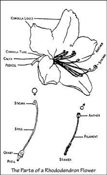 Parts of a Rhododendron flower